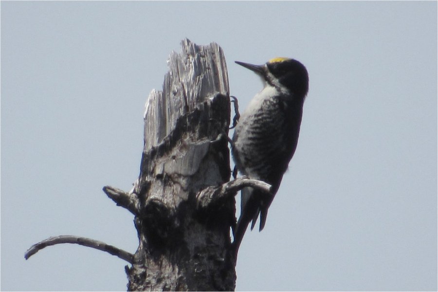 SW of Mistake Lake, NS - Apr. 21, 2022 - male